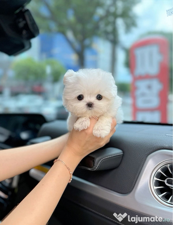 Bichon maltez mini toy