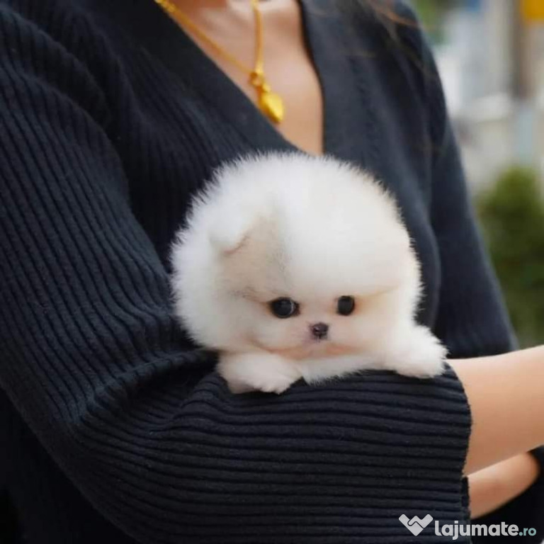 Pomeranian mini teacup