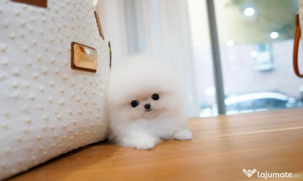 Pomeranian Ursuleț Miniatural