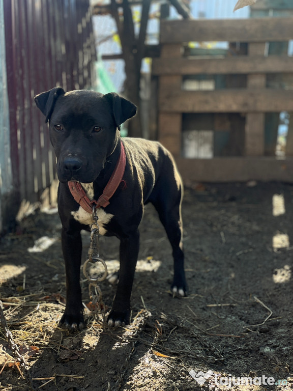 Vând Cățeaua amstaff de 7-8 luni