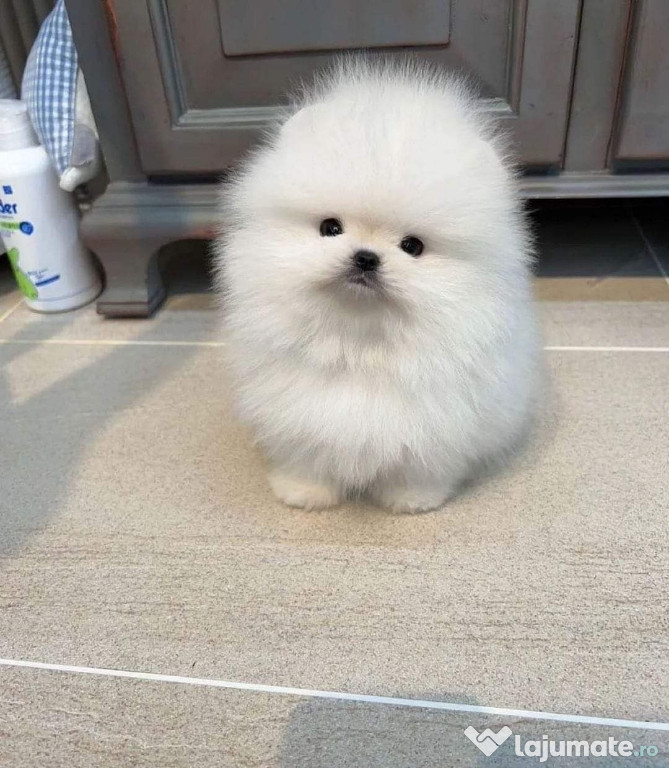 Pomeranian poza reala boo