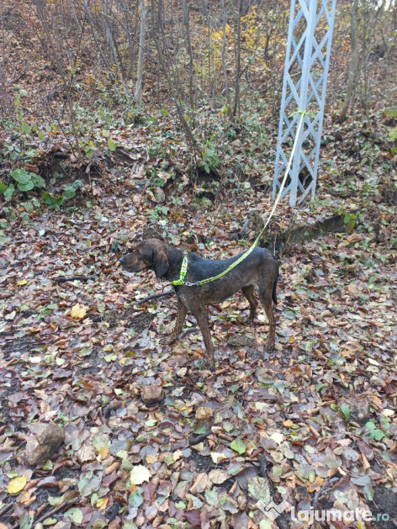 Câine de vânătoare plott hound