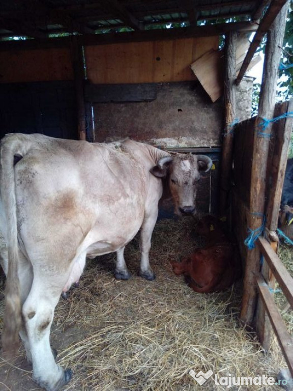 Vând vaca de rasa Charolais