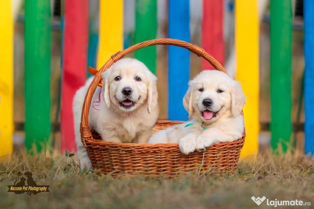 Pui Golden Retriever