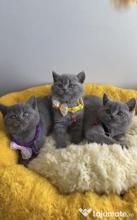 British shorthair băieței și fetițe