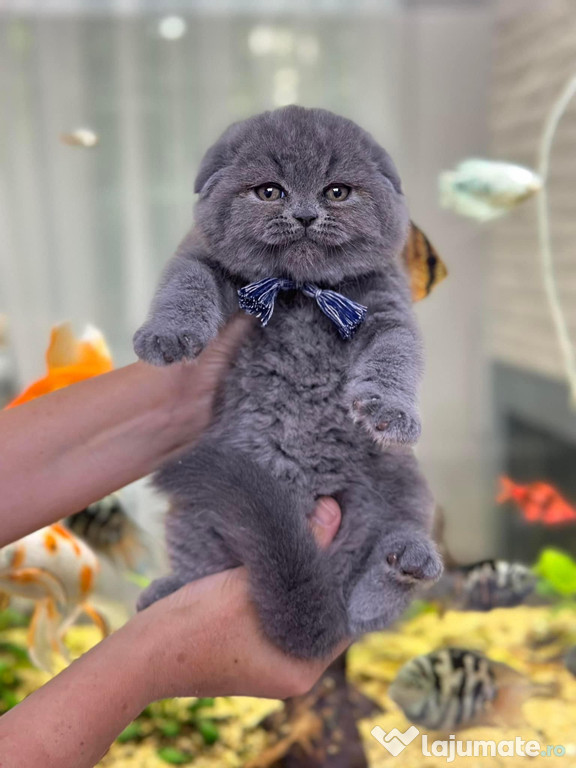 Scottish fold superb