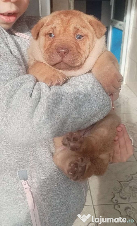 Catei caini chowchow cu shar pei