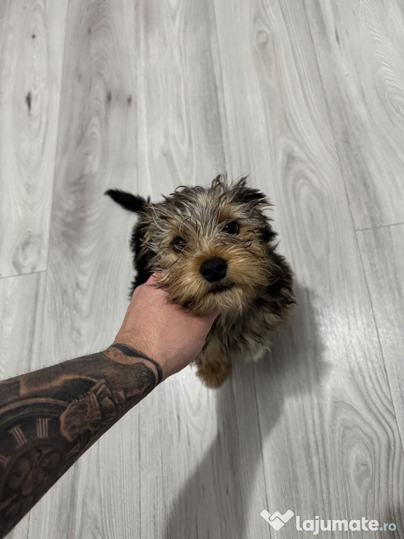 Yorkshire Terrier spre vânzare