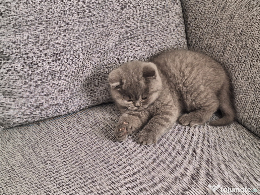 British shorthair