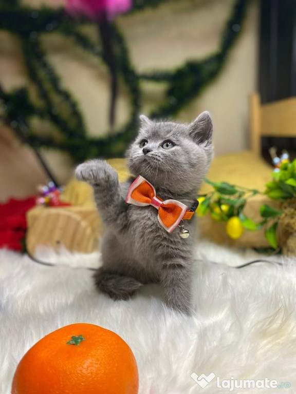 British shorthair băieței și fetițe