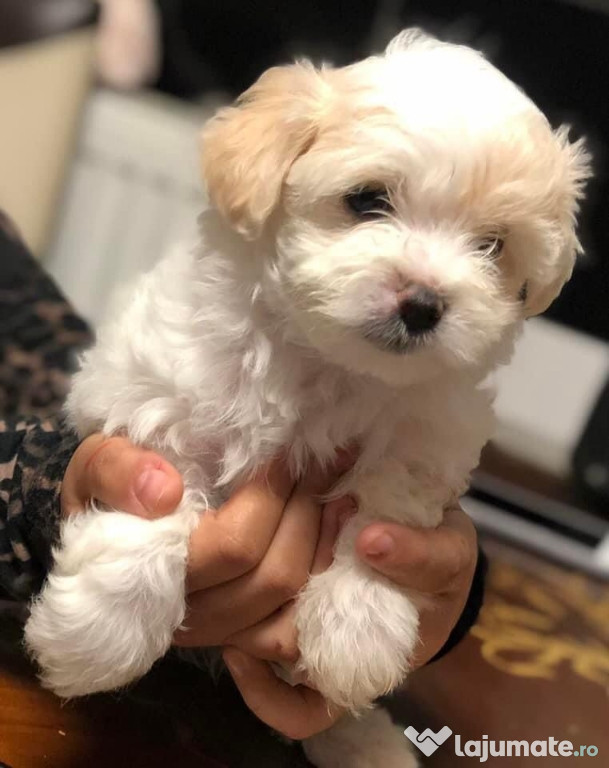 Bichon maltez mini toy