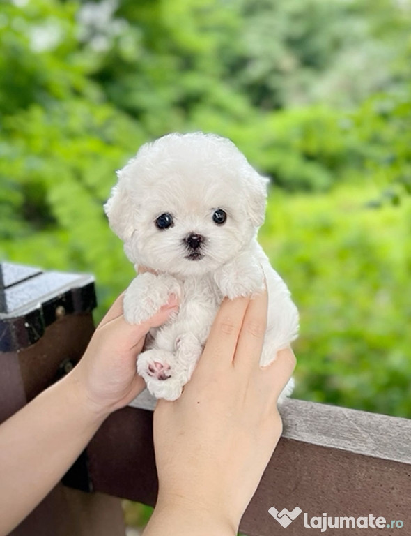 Bichon maltez mini toy