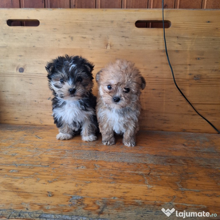 Bichon Havanez de rasa pura cu vaccin și deparazitați și carnet