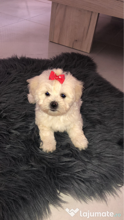 Pui Bichon mini disponibil 2 masculi și o femelă