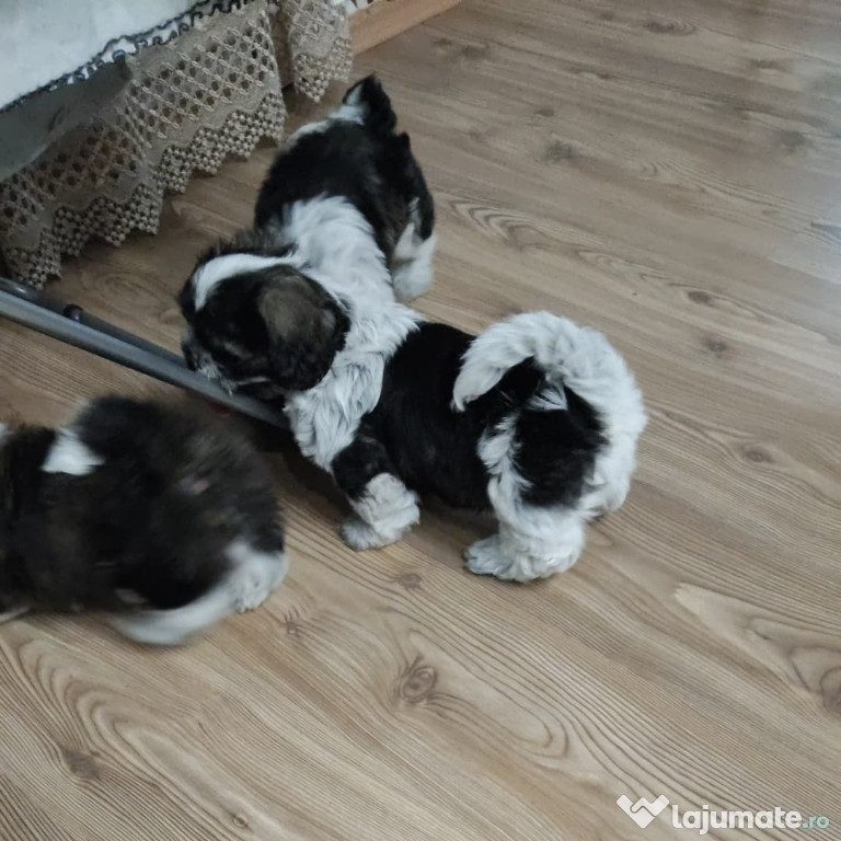 Vând cățel shih tzu 2 luni