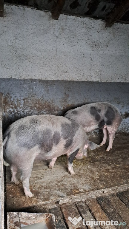 Porci de vânzare