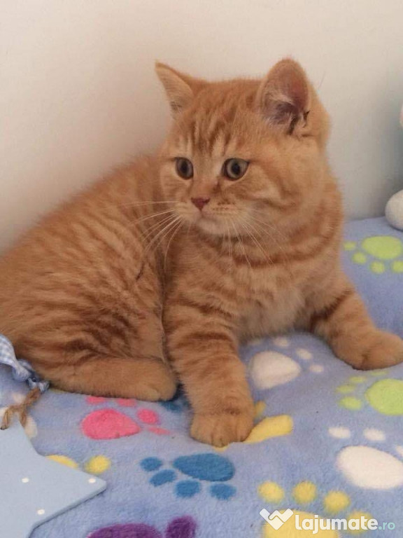 British Shorthair orange