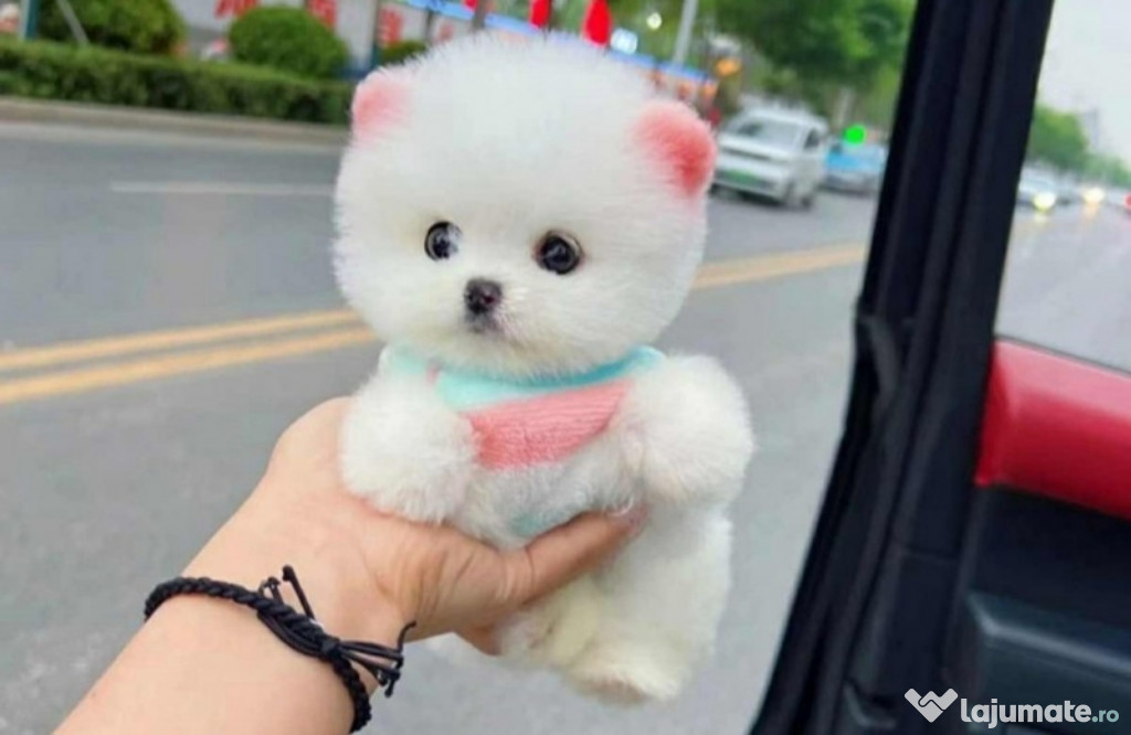 Pomeranian Mini Boo!Talie f mica!se pot vedea liveAsigur transport!