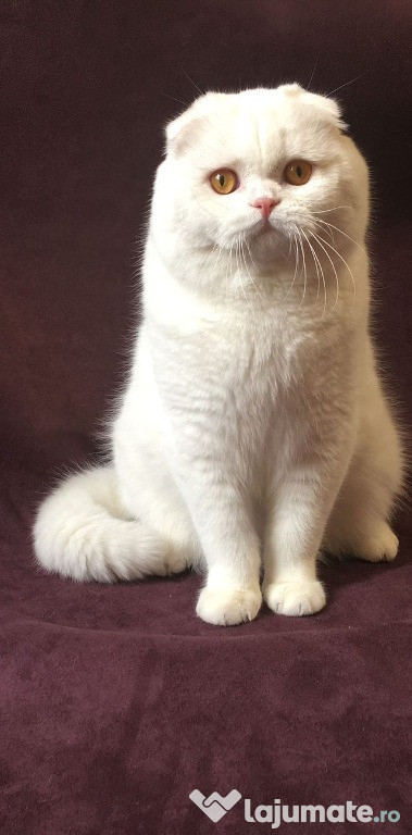 Fată Scottish Fold Longhair White