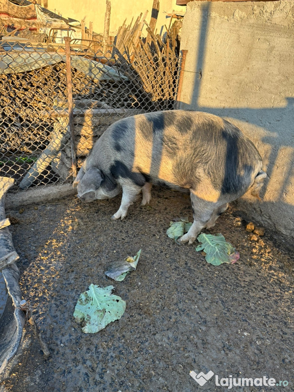 Porc de vanzare, 140 kilograme