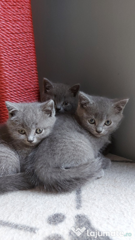 British shorthair blue