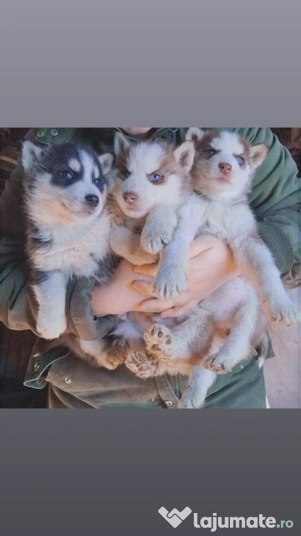 Câini husky siberian 7 săptămâni