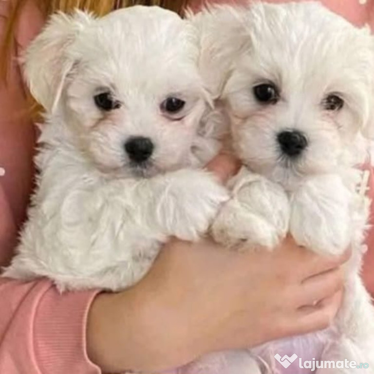 Bichon maltez pui