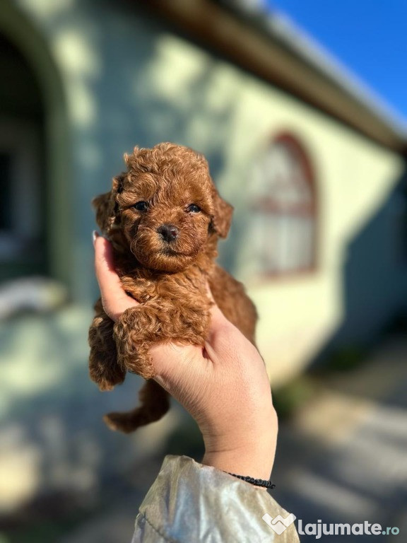 Pui de Poodle Toy și Mini