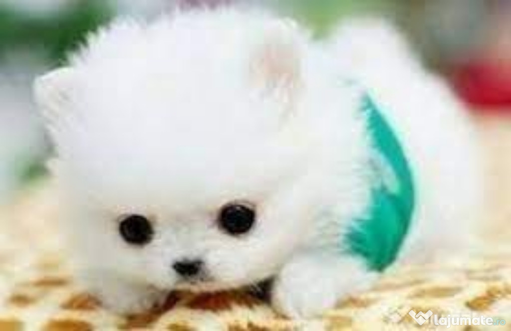 Pomeranian boo teacup