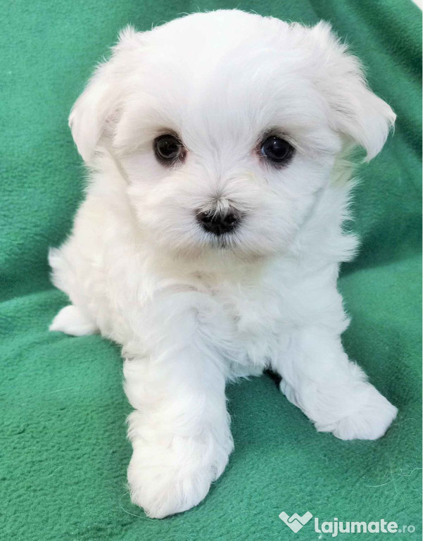 Pui Bichon maltez mini toy