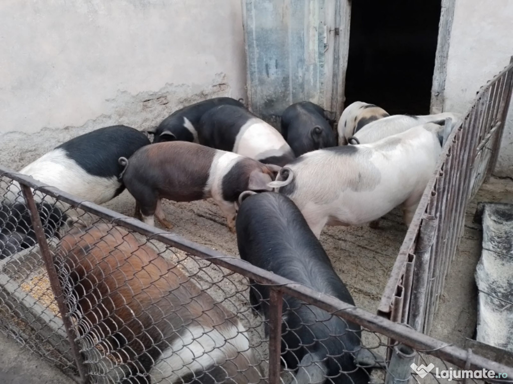 Porci de casa Bazna cu Duroc