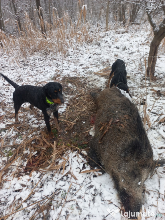 Femelă copoi cu airedale terrier