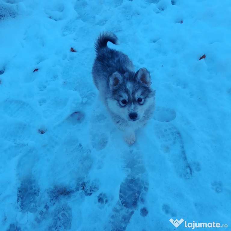 Cățel husky siberian