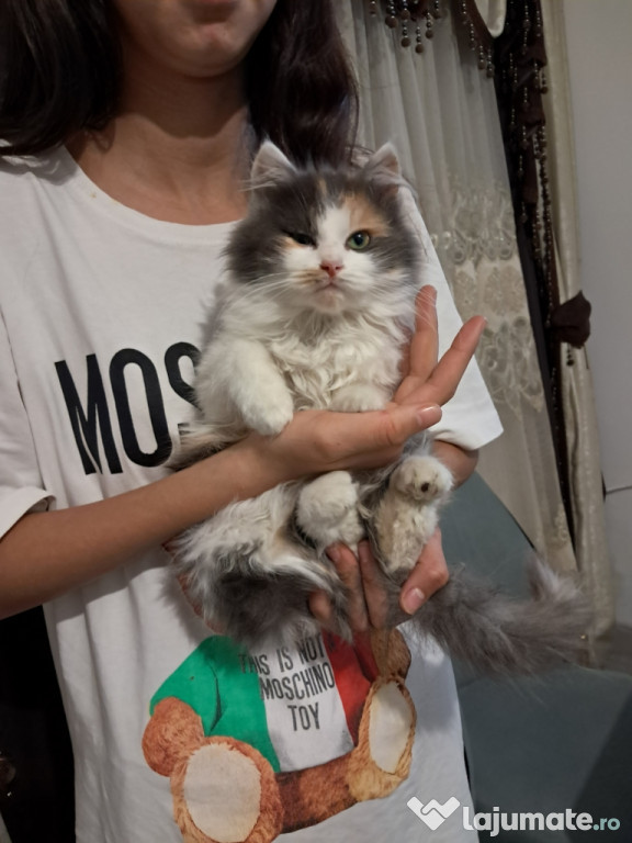 Maine coon băieței și fetițe