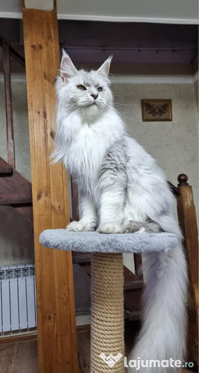 Puiuți de Maine coon