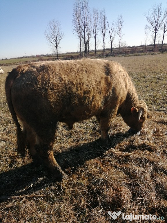 Vând Taur charolais