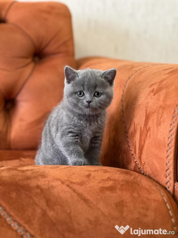 British shorthair băieței și fetițe