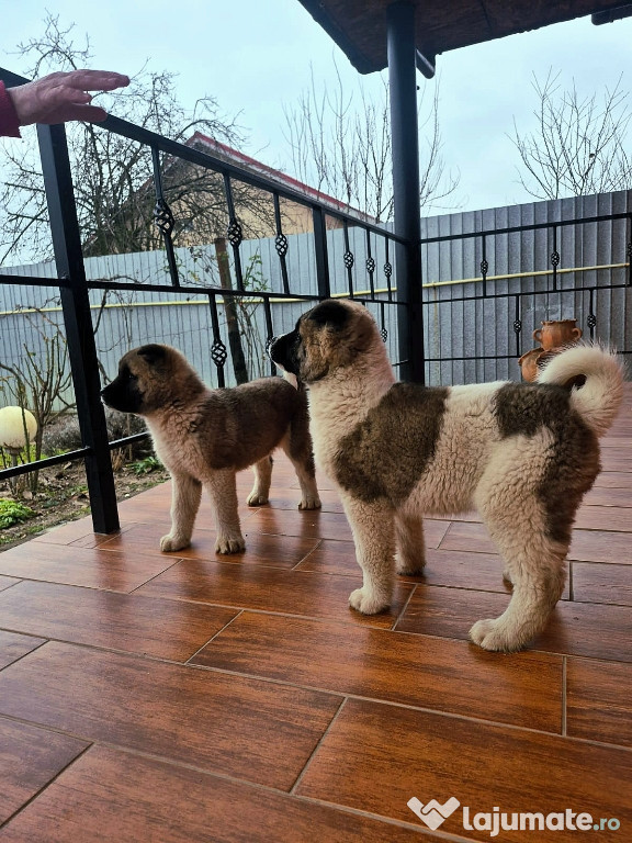 Pui akita american