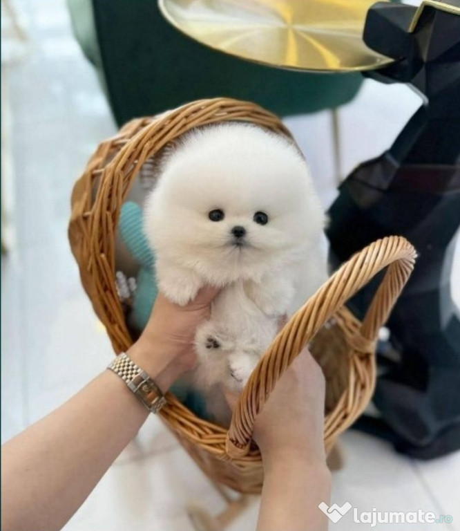 Pomeranian mini top calitat