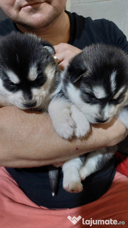 Cate Husky Siberian cauta casuta noua