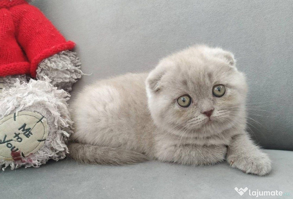 Scottish fold puișori