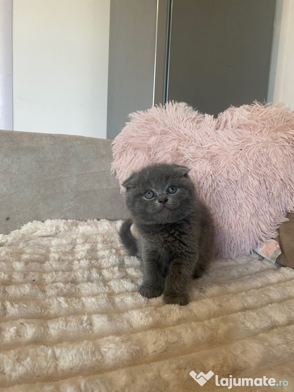 Scottish Fold ( ofer transport )