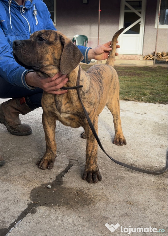 Masculi Presa Canario