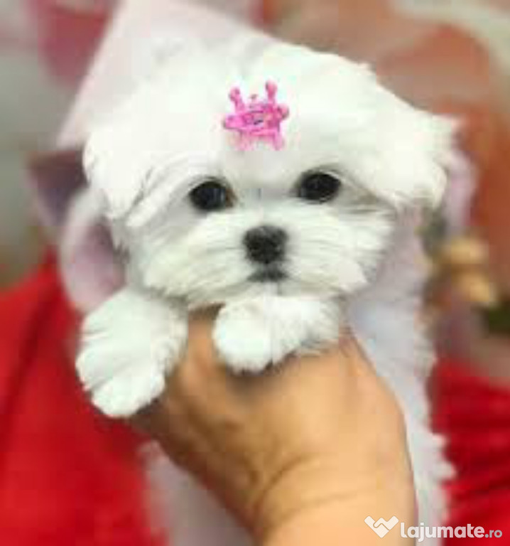 Pui Bichon Maltez mini toy de exceptie