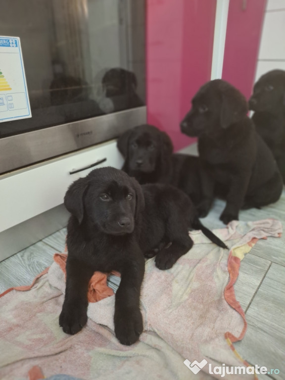 Labrador retriever negru