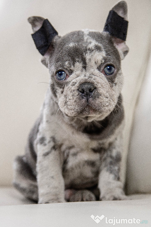 Bulldog Francez - blue merle cu ochii albastri - Transport in tara