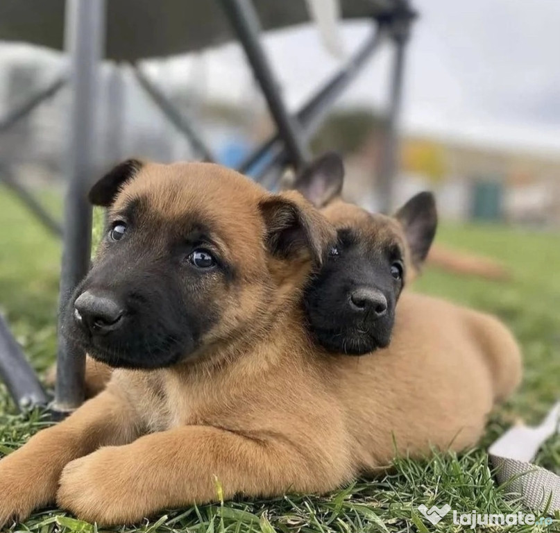 Malinois ciobanesc belgian