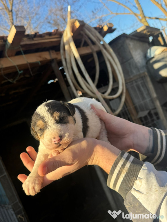 Pui de fox terrier de vânzare!