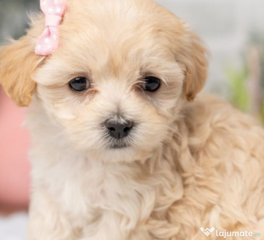 Maltipoo baietel