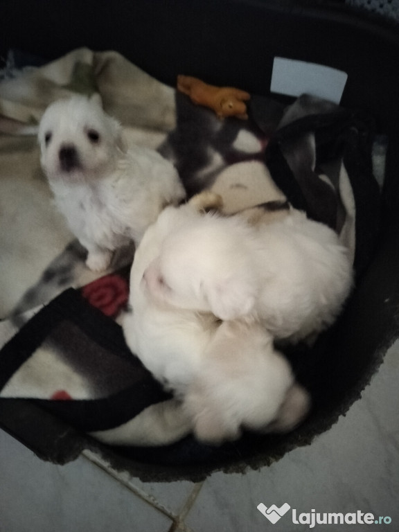 Raza maltese toy